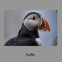 Puffin